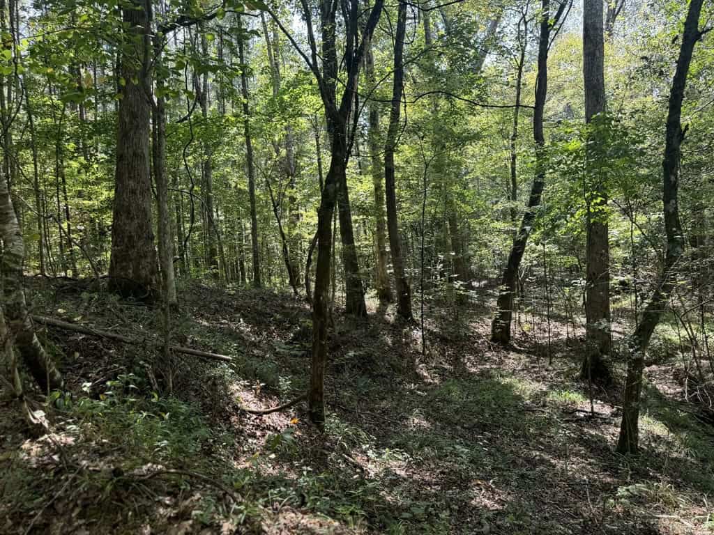 120 Acre Hunter’s Paradise in South MS for Sale