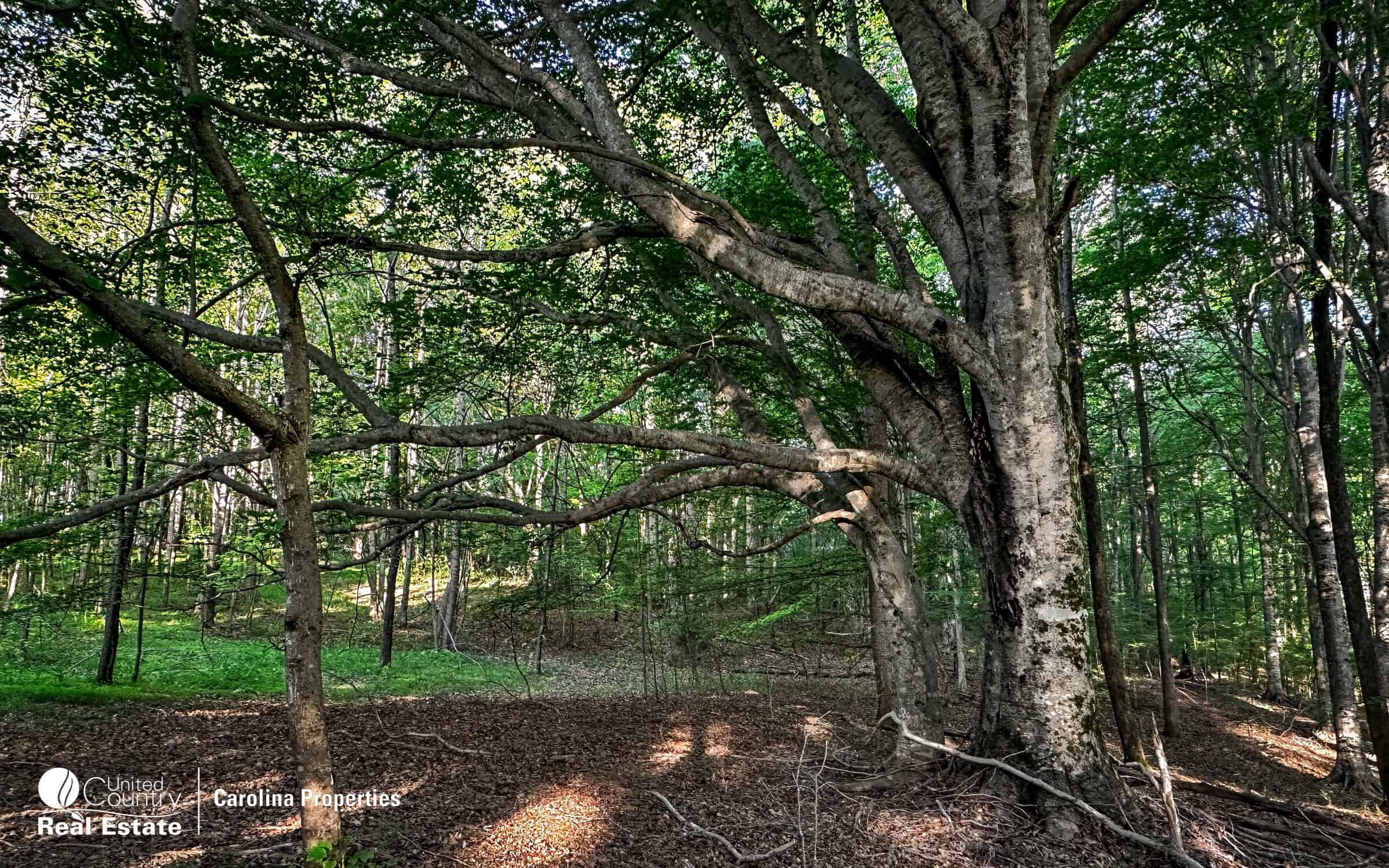 Rural Acreage and Homesite in Davie County NC