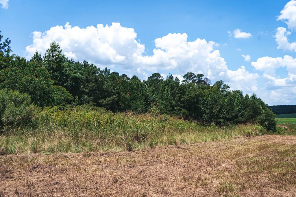 Downsville 85 – Union Parish Timberland for Sale