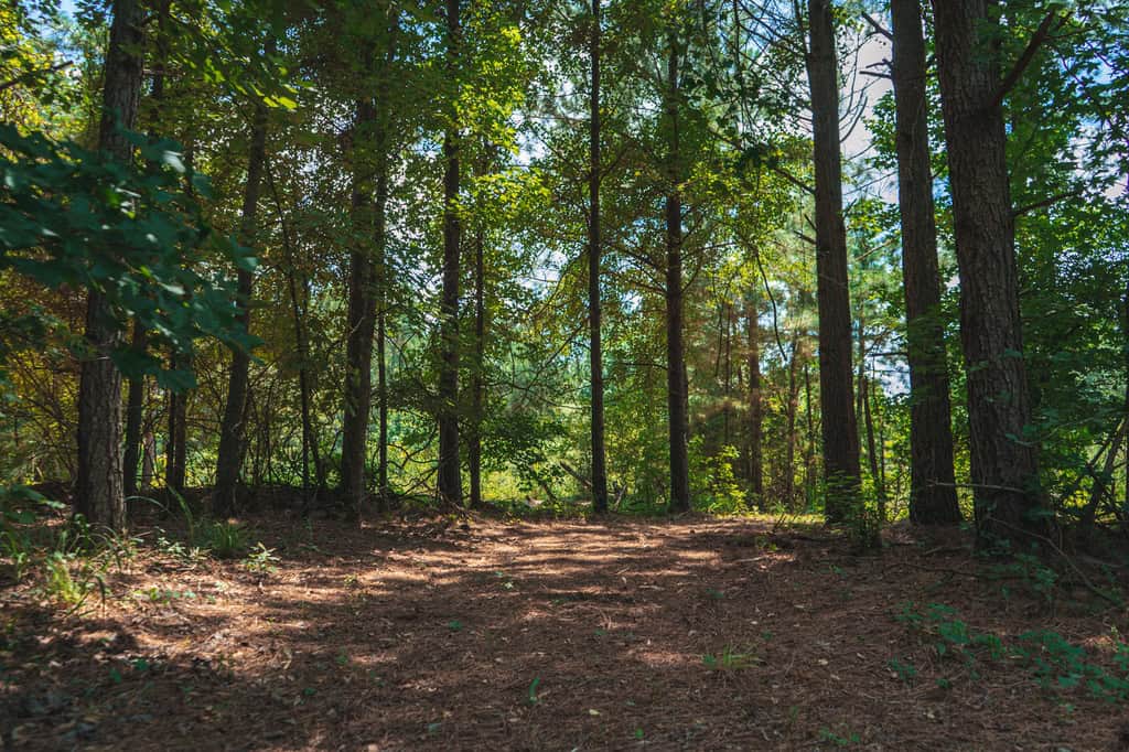 Downsville 85 – Union Parish Timberland for Sale