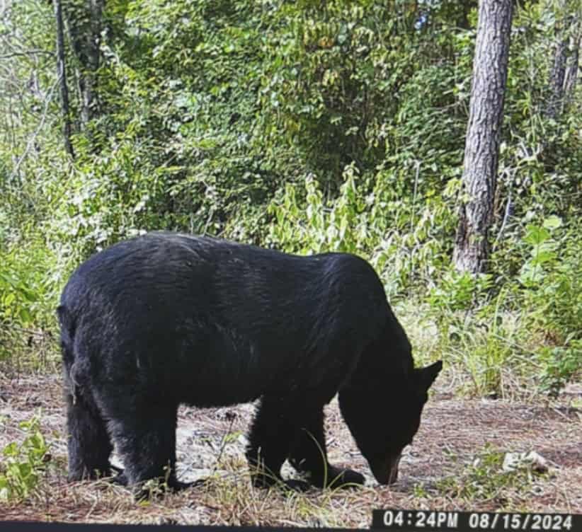HUNTING, RECREATIONAL, AND FARMLAND FOR SALE IN ARKANSAS