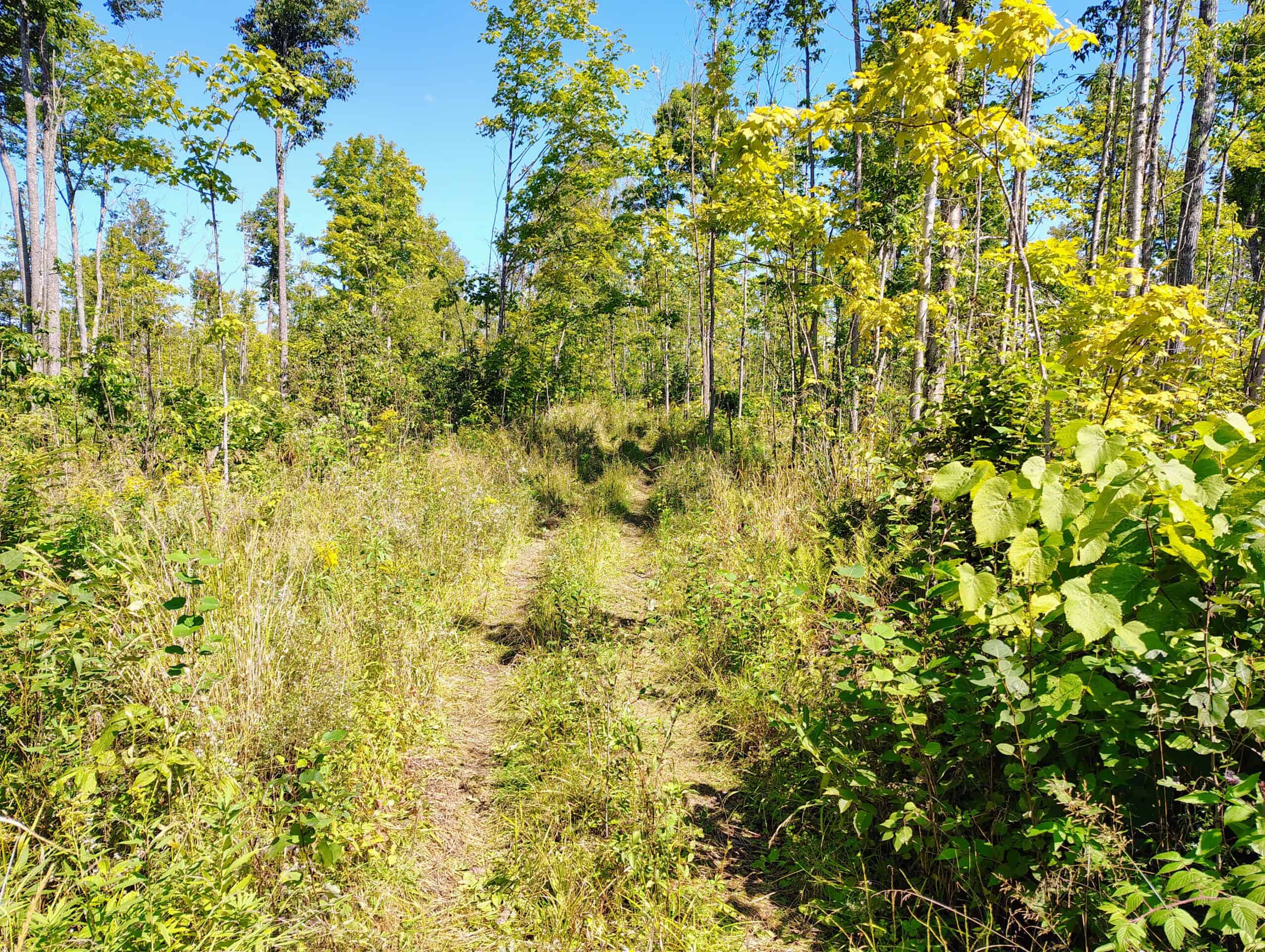 40 ± Acres For Sale in Glidden, Wisconsin