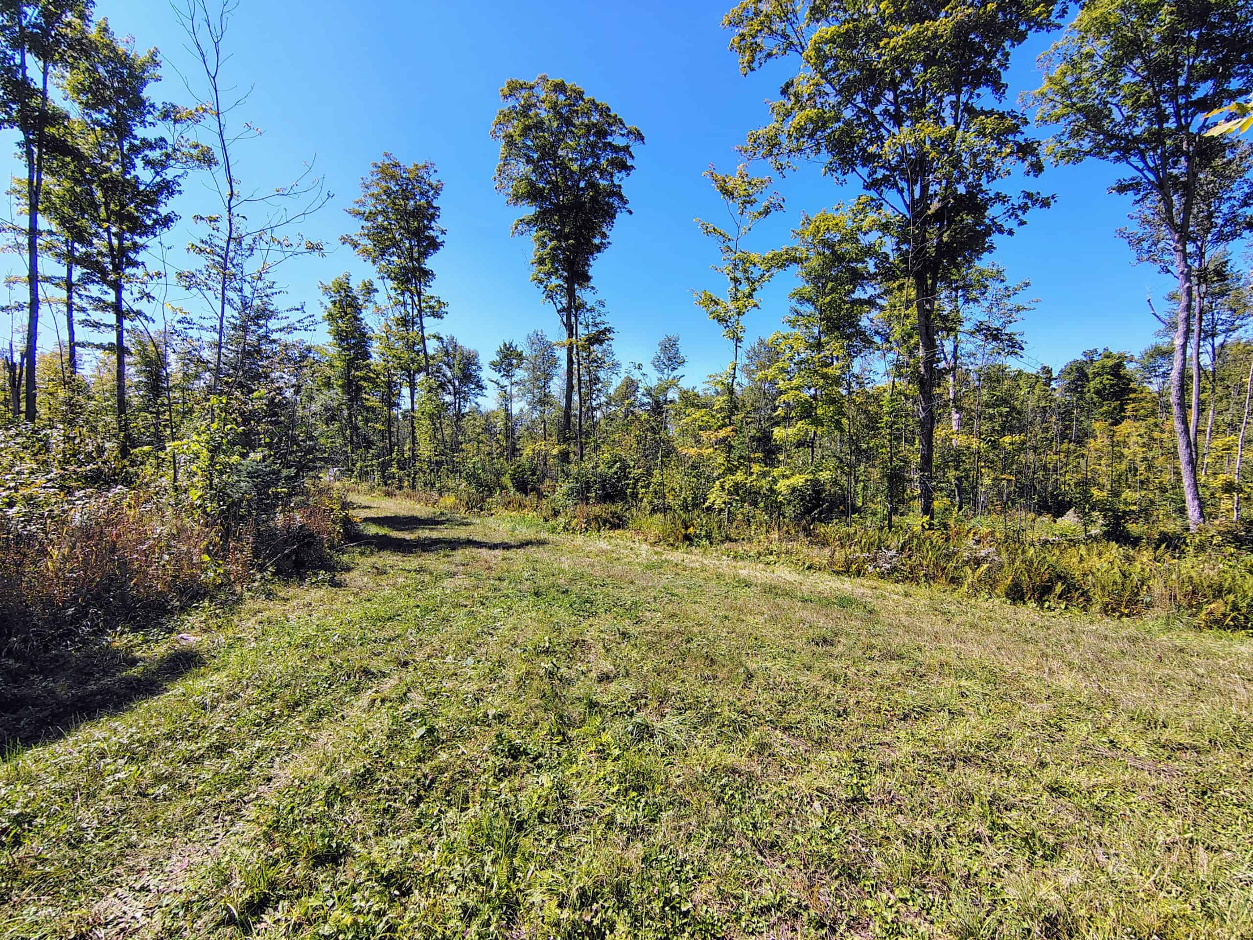 40 ± Acres For Sale in Glidden, Wisconsin