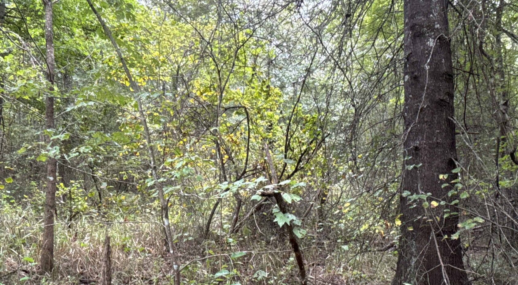 EAST TEXAS HUNTING/TIMBER/RECREATIONAL LAND IN CASS COUNTY UC Hunting