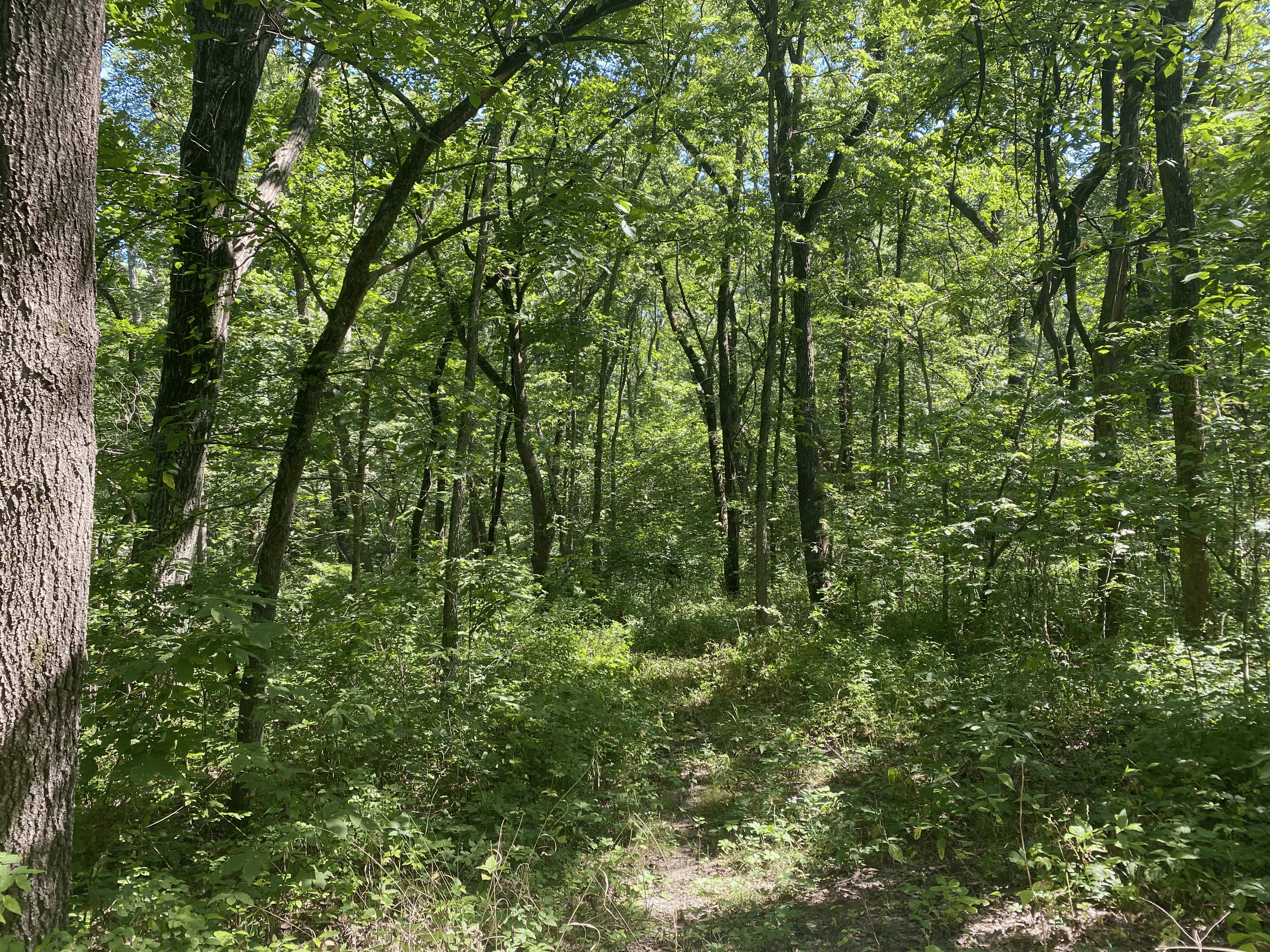 Northwest MO Hunting Land For Sale