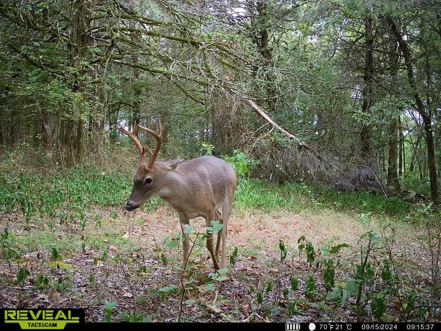 35 Acres Crawford Co AR Hunting Land For Sale