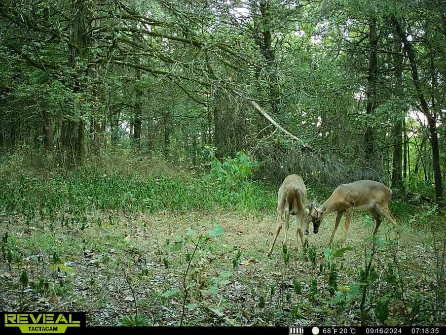 35 Acres Crawford Co AR Hunting Land For Sale