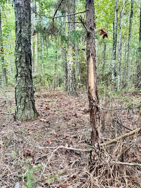 The Chickasaw Creek Tract