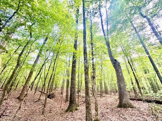 The Chickasaw Creek Tract