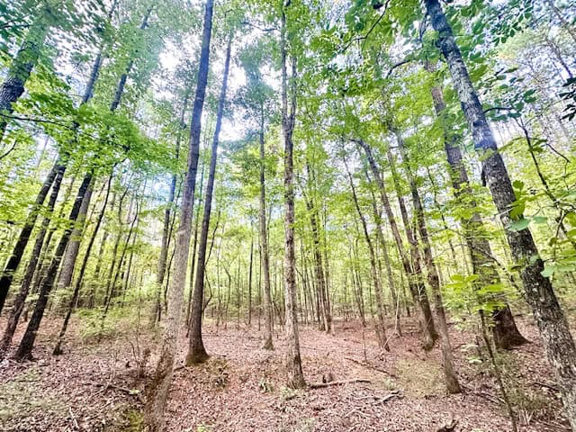 The Chickasaw Creek Tract