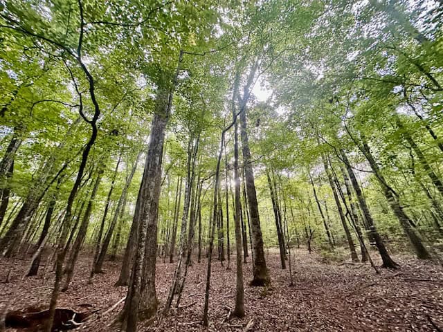 The Chickasaw Creek Tract