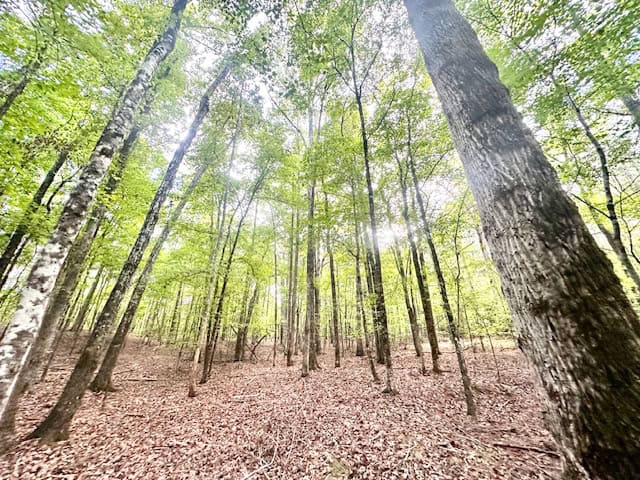 The Chickasaw Creek Tract