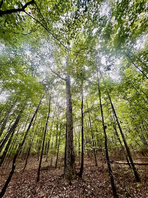 The Chickasaw Creek Tract
