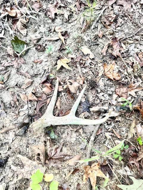 The Chickasaw Creek Tract