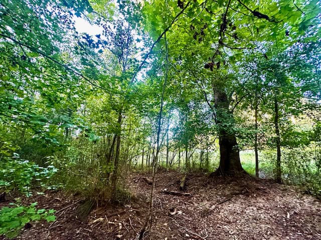 The Chickasaw Creek Tract