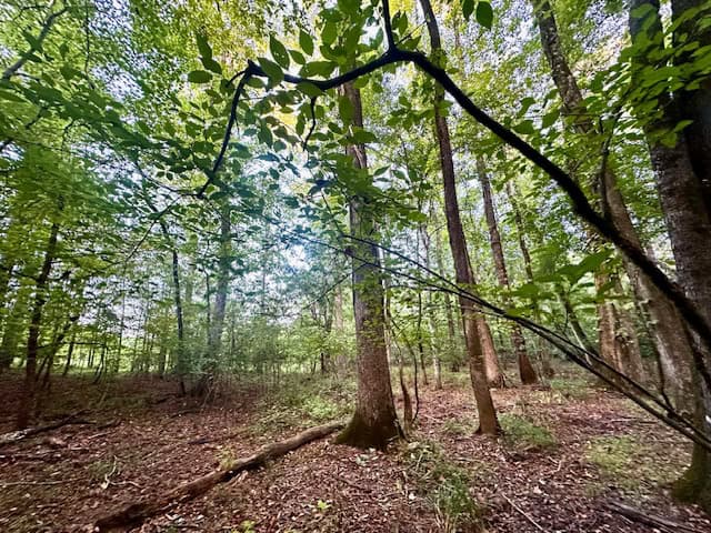 The Chickasaw Creek Tract