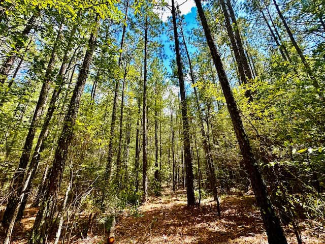 The Chickasaw Creek Tract