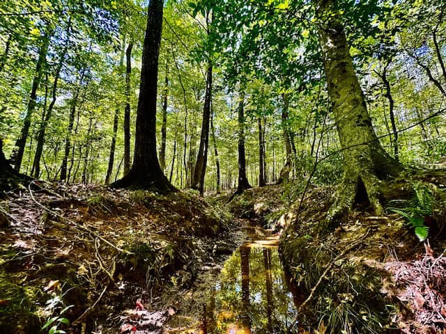 The Chickasaw Creek Tract