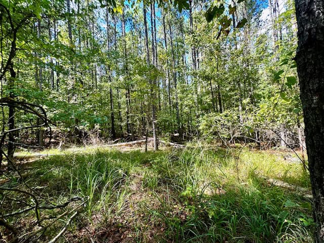 The Chickasaw Creek Tract