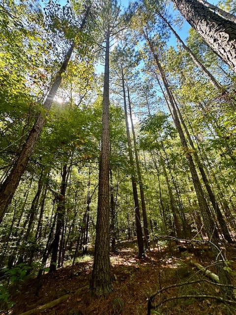 The Chickasaw Creek Tract