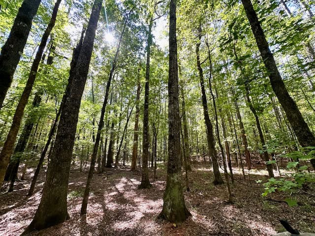 The Chickasaw Creek Tract