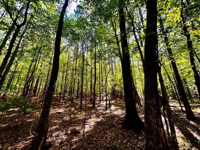 The Chickasaw Creek Tract