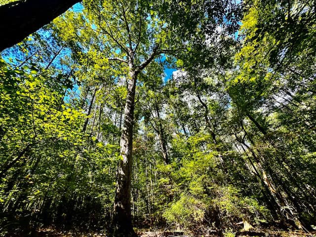 The Chickasaw Creek Tract