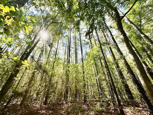The Chickasaw Creek Tract