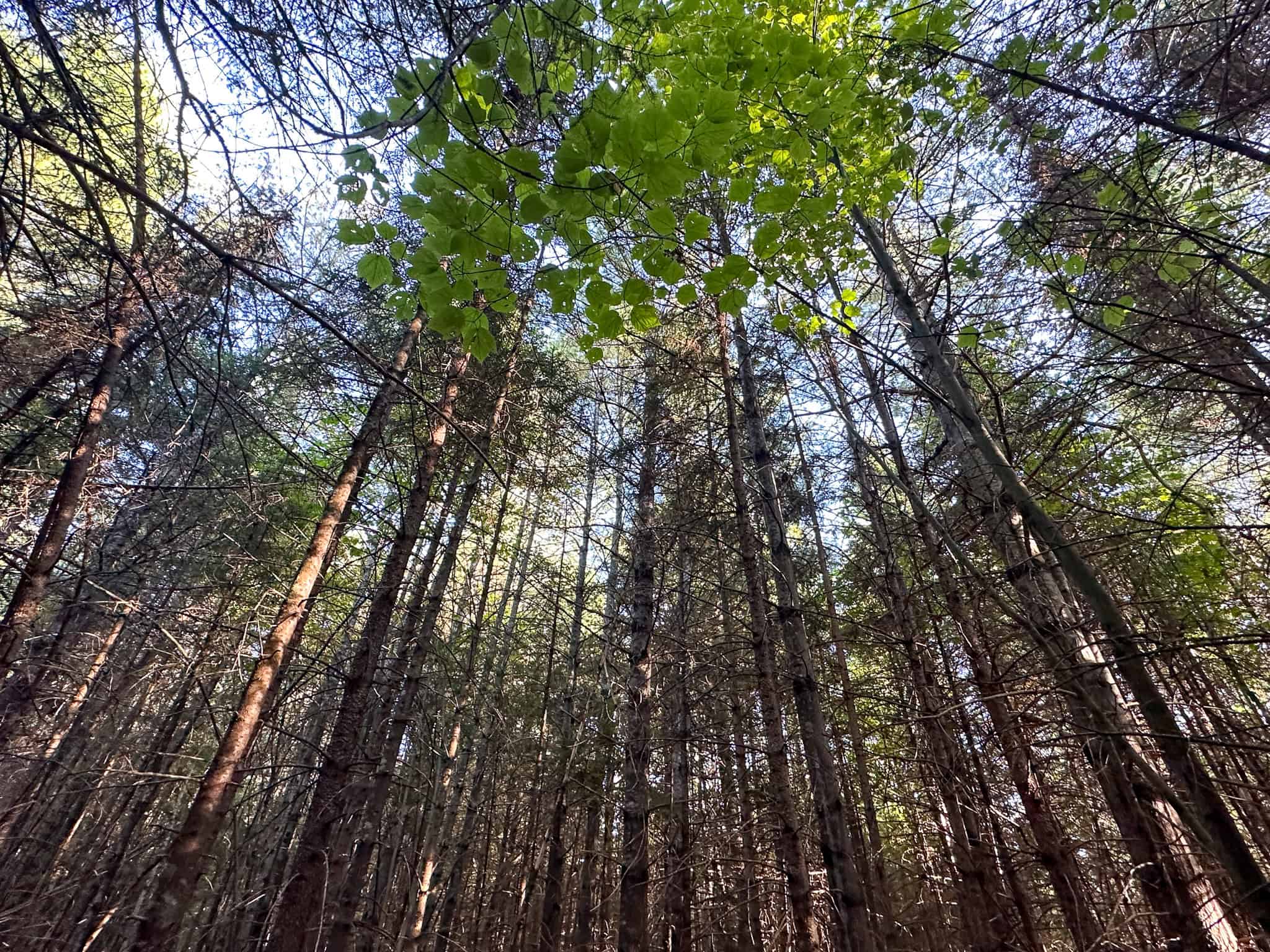 Off Grid Land Big Timber