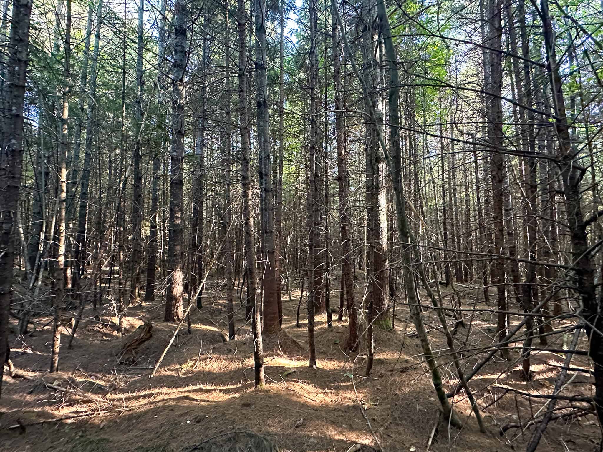 575 Acres Mountain – Brooks – Hardwoods