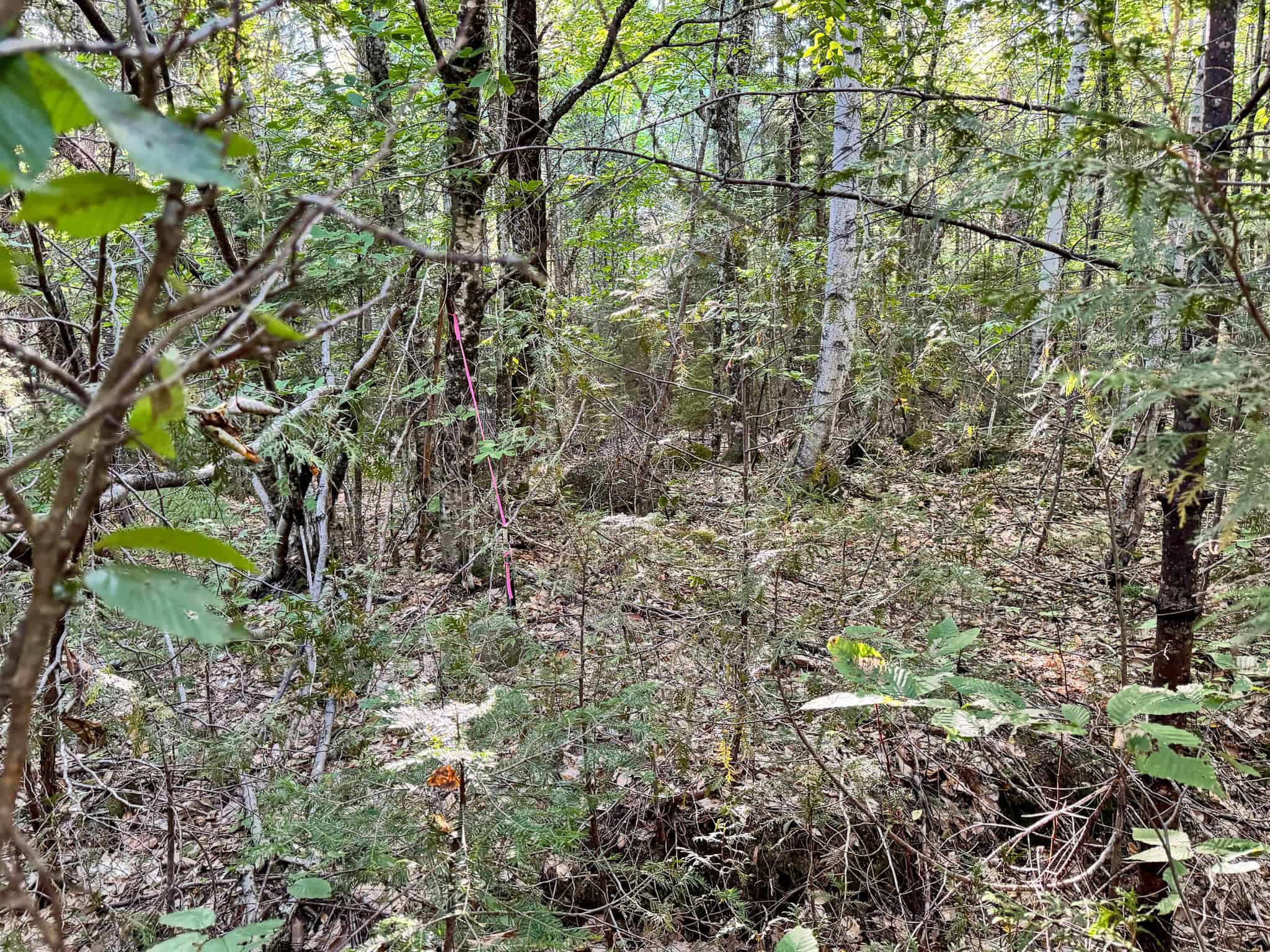 575 Acres Mountain – Brooks – Hardwoods
