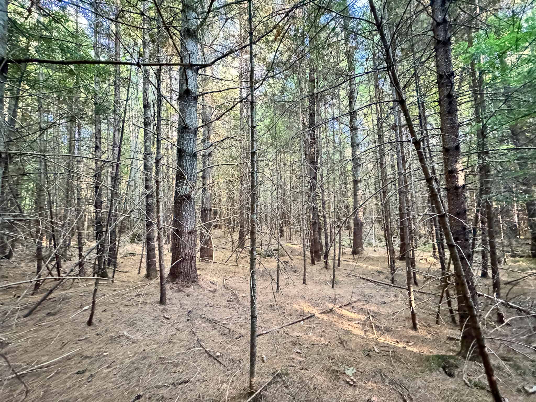 575 Acres Mountain – Brooks – Hardwoods