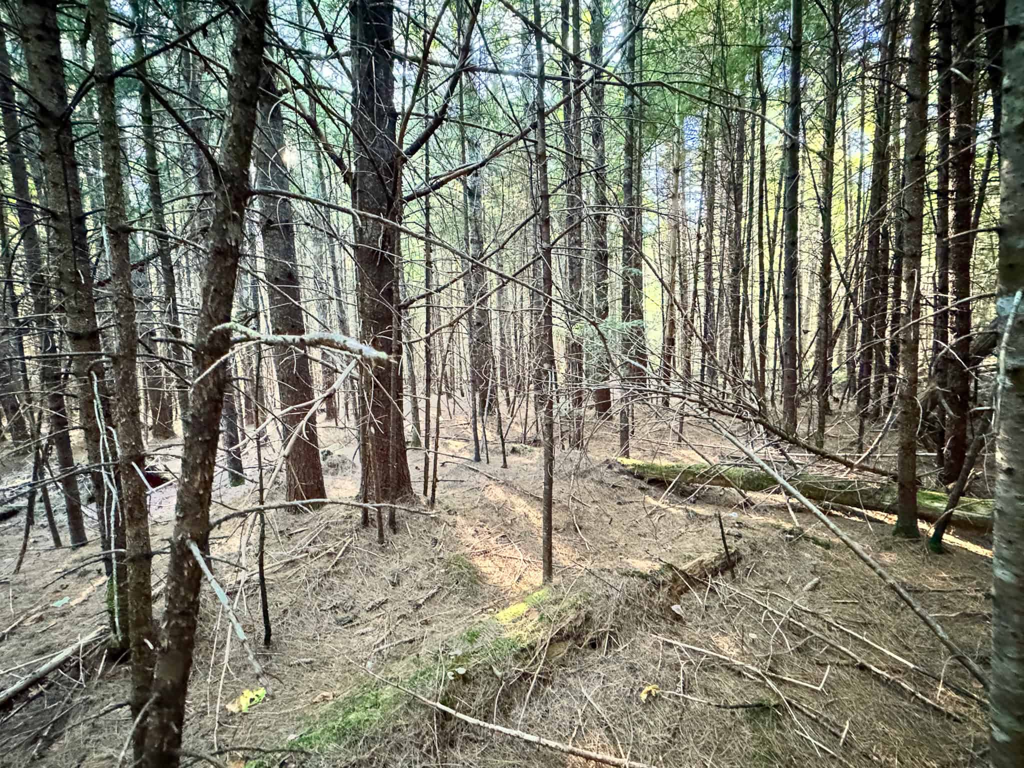 575 Acres Mountain – Brooks – Hardwoods