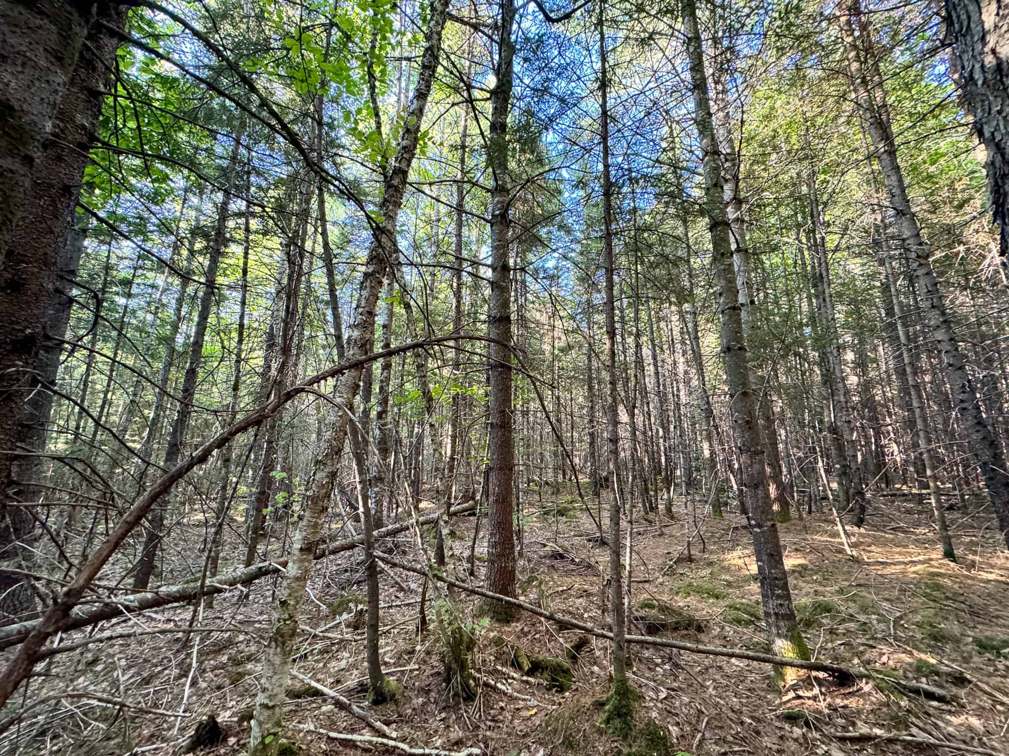 575 Acres Mountain – Brooks – Hardwoods