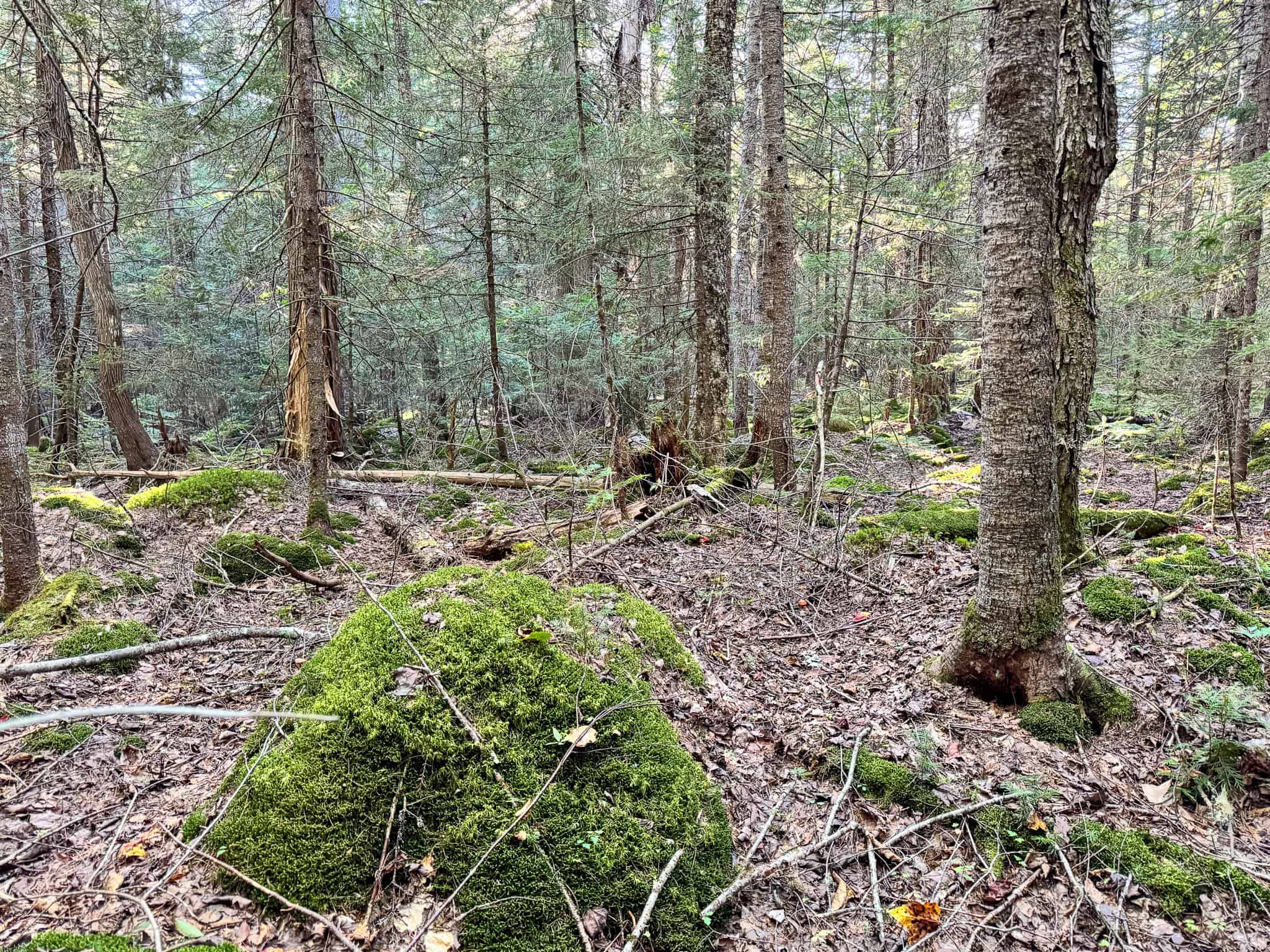 575 Acres Mountain – Brooks – Hardwoods
