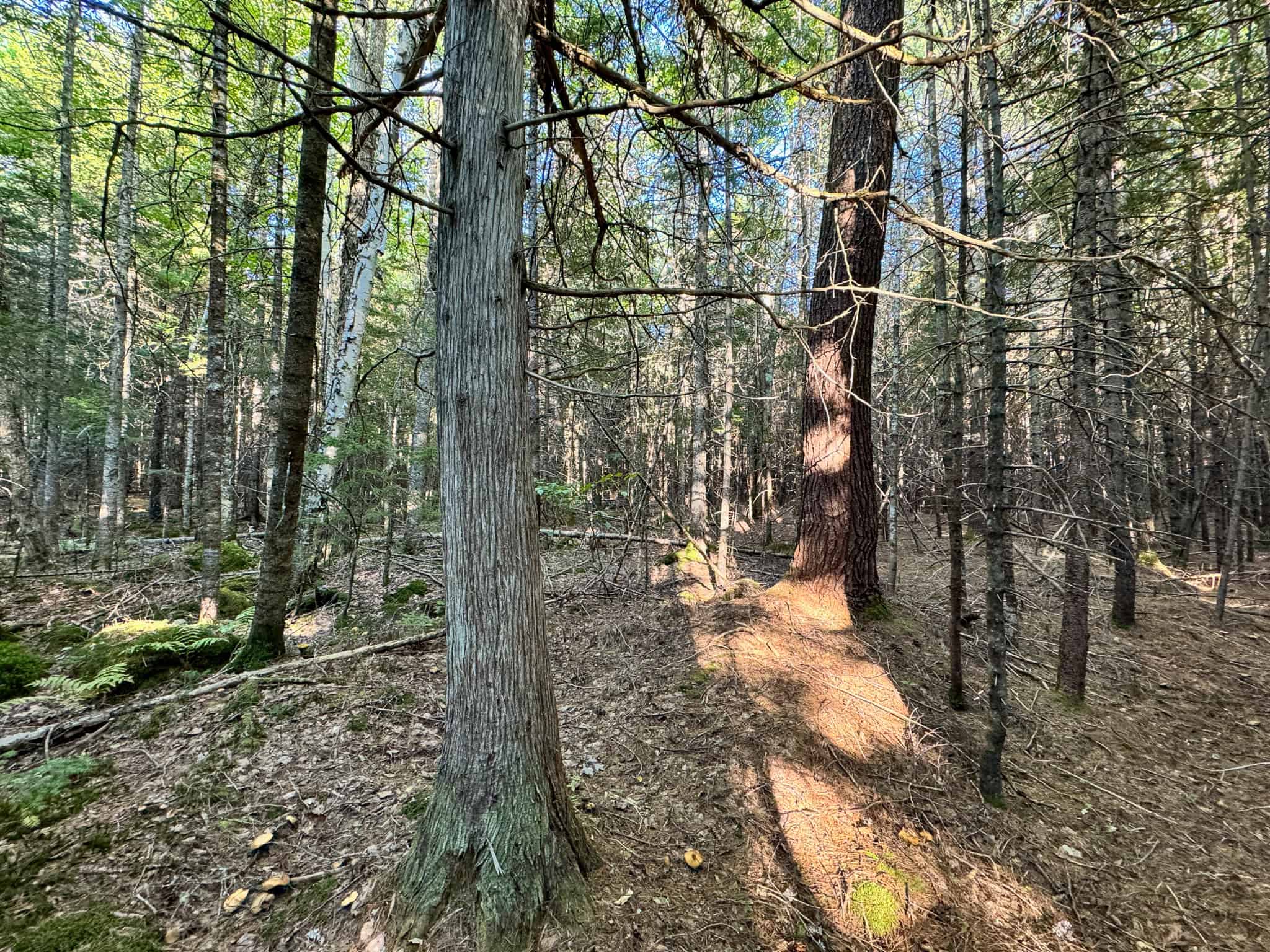575 Acres Mountain – Brooks – Hardwoods