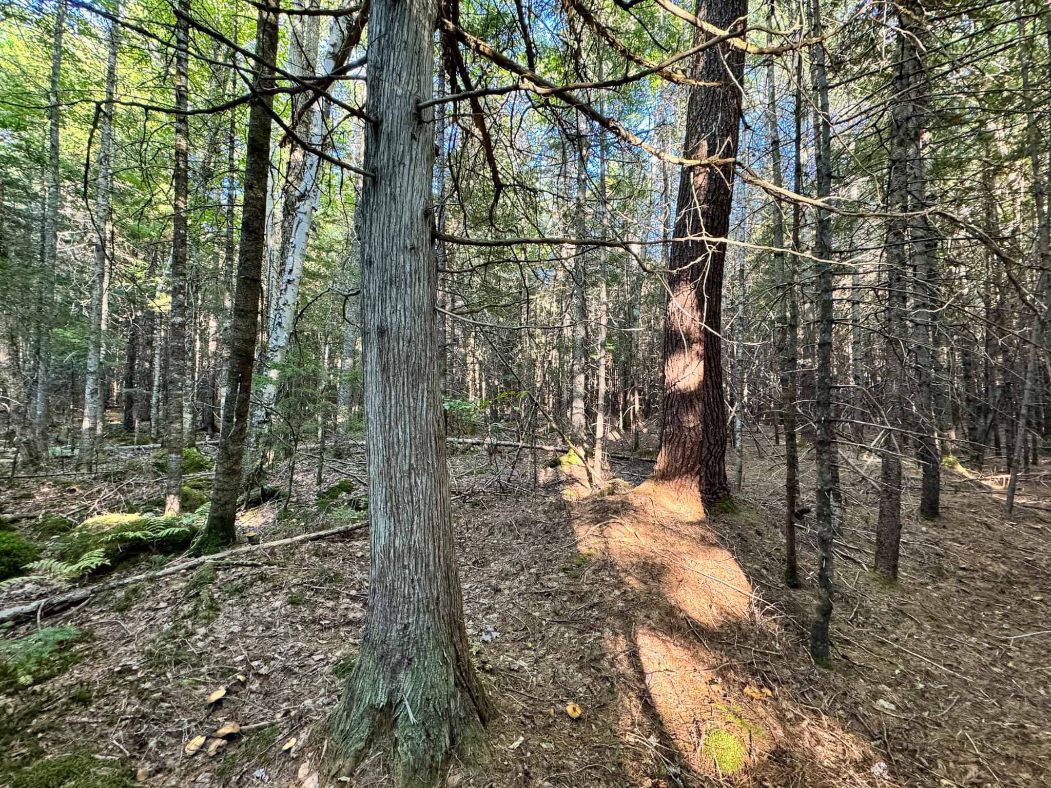 Off Grid Land Big Timber