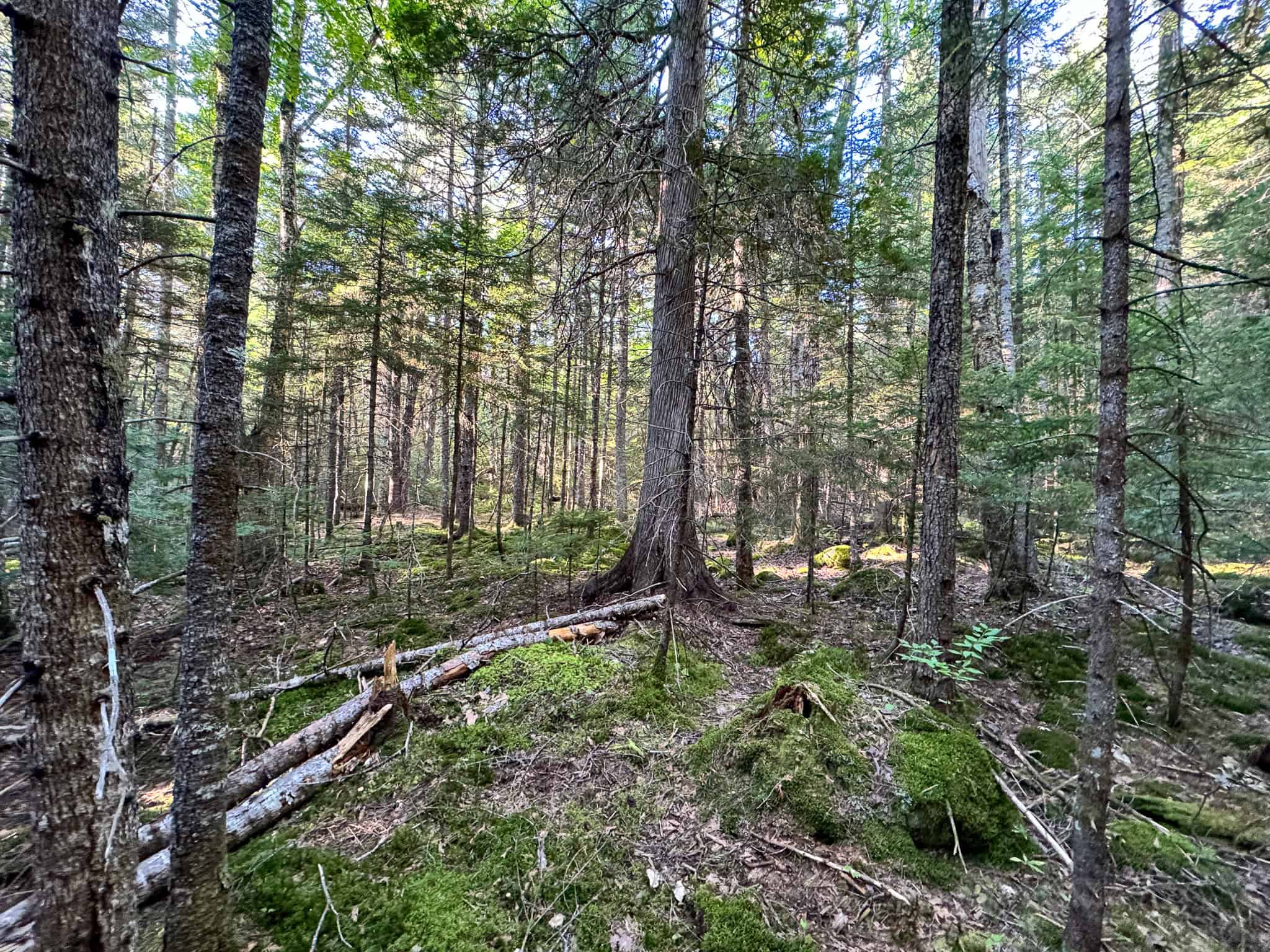 575 Acres Mountain – Brooks – Hardwoods