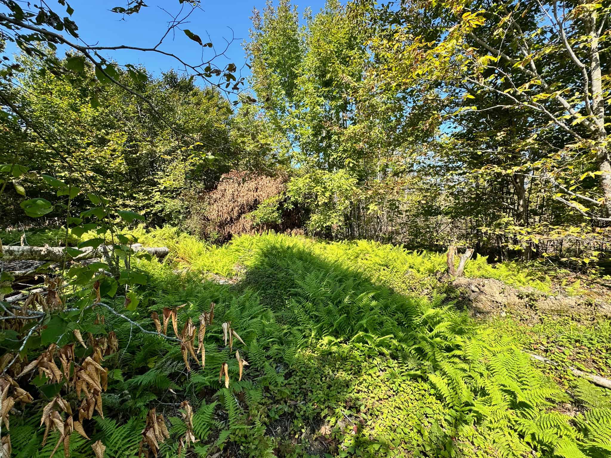 575 Acres Mountain – Brooks – Hardwoods