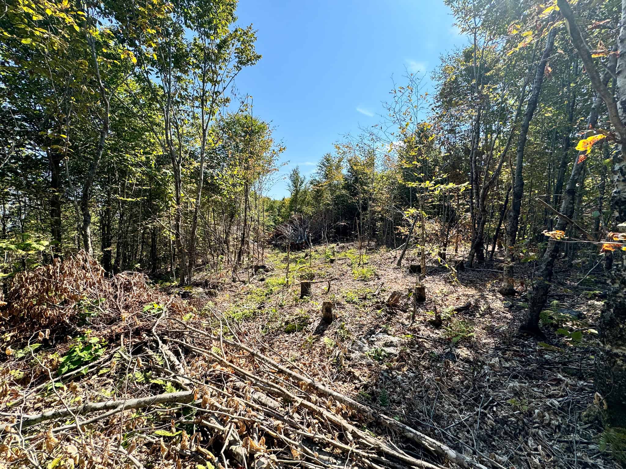575 Acres Mountain – Brooks – Hardwoods