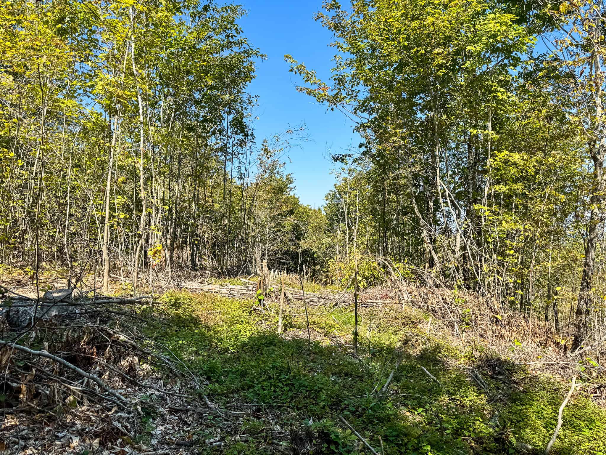575 Acres Mountain – Brooks – Hardwoods