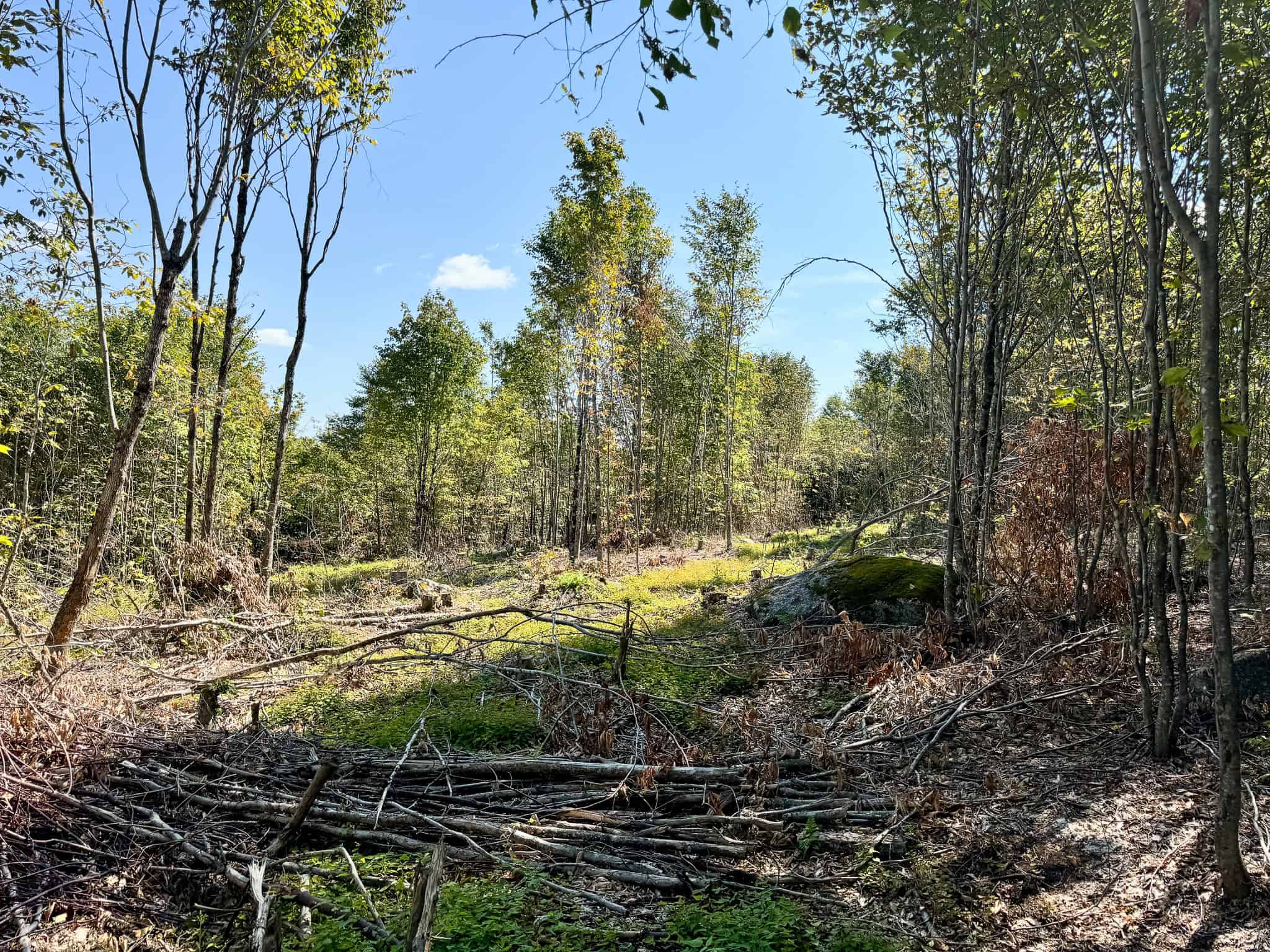 575 Acres Mountain – Brooks – Hardwoods