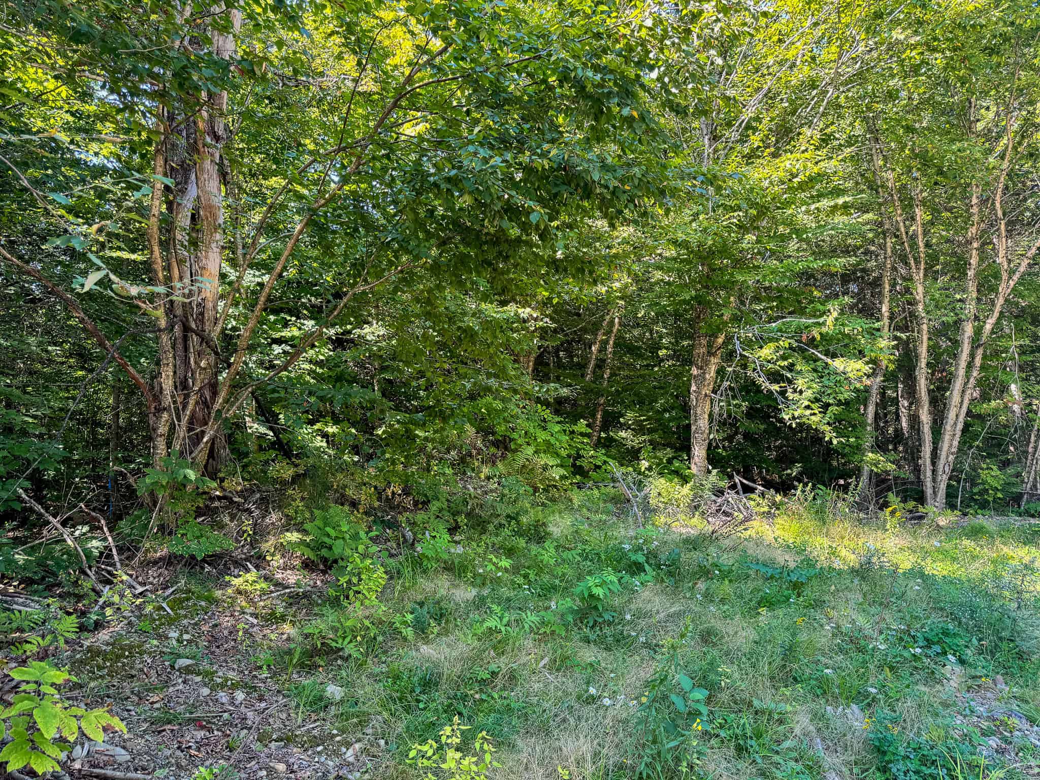 575 Acres Mountain – Brooks – Hardwoods