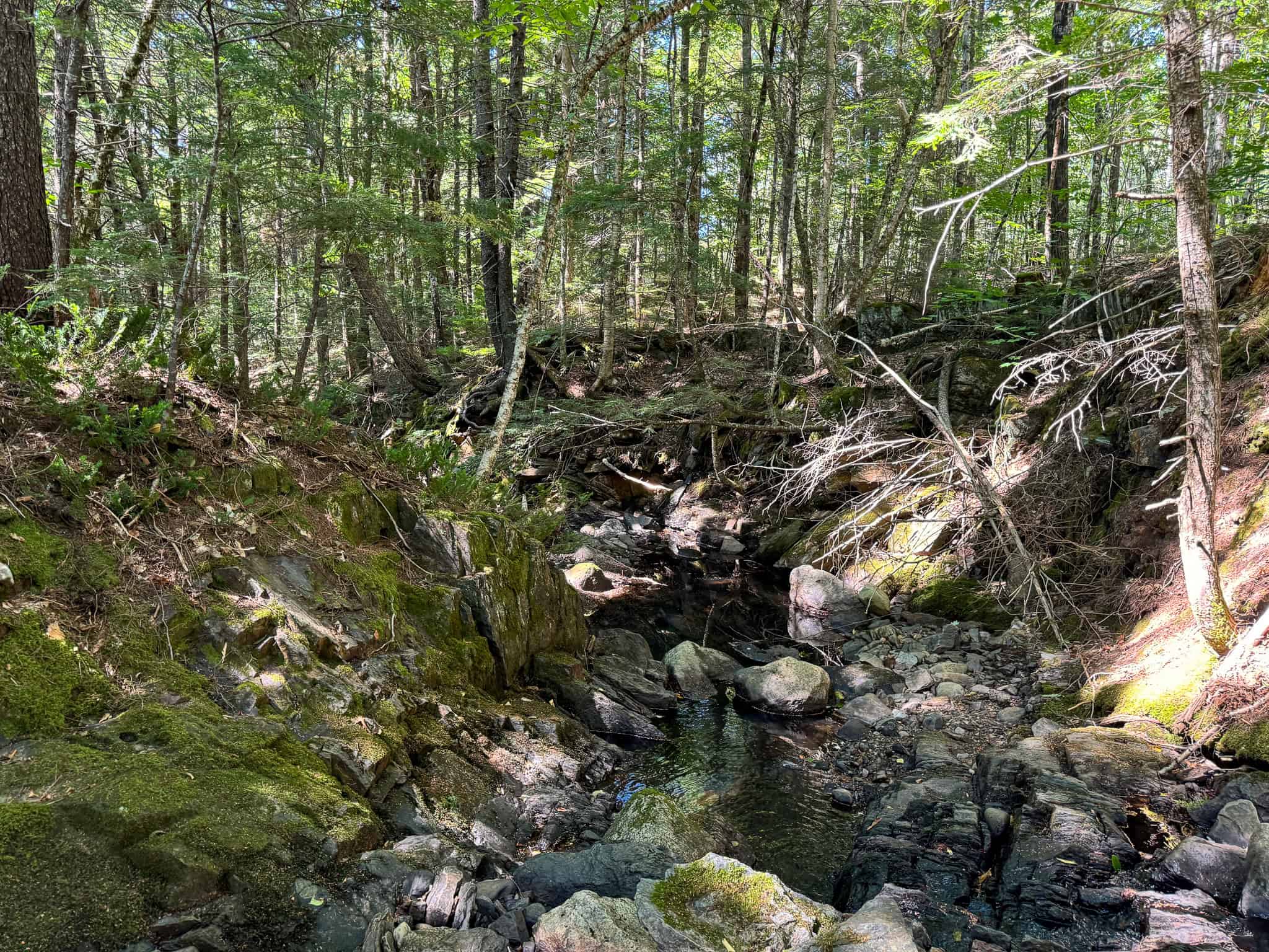 575 Acres Mountain – Brooks – Hardwoods