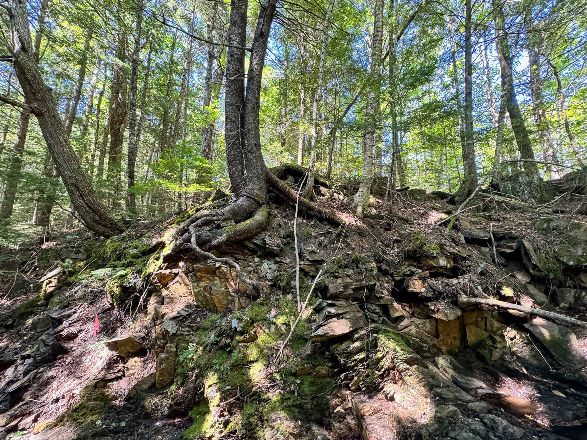 575 Acres Mountain – Brooks – Hardwoods