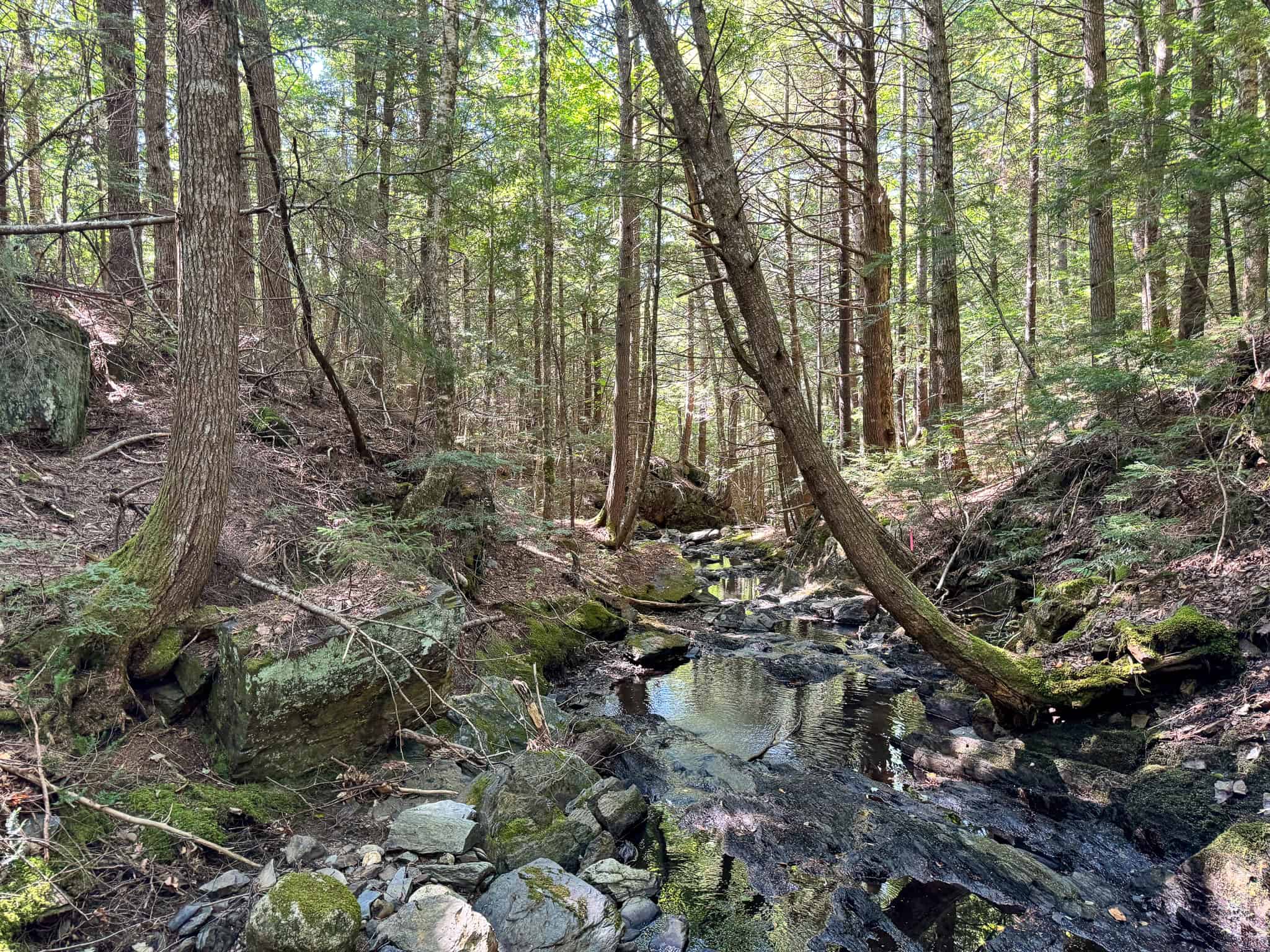 575 Acres Mountain – Brooks – Hardwoods