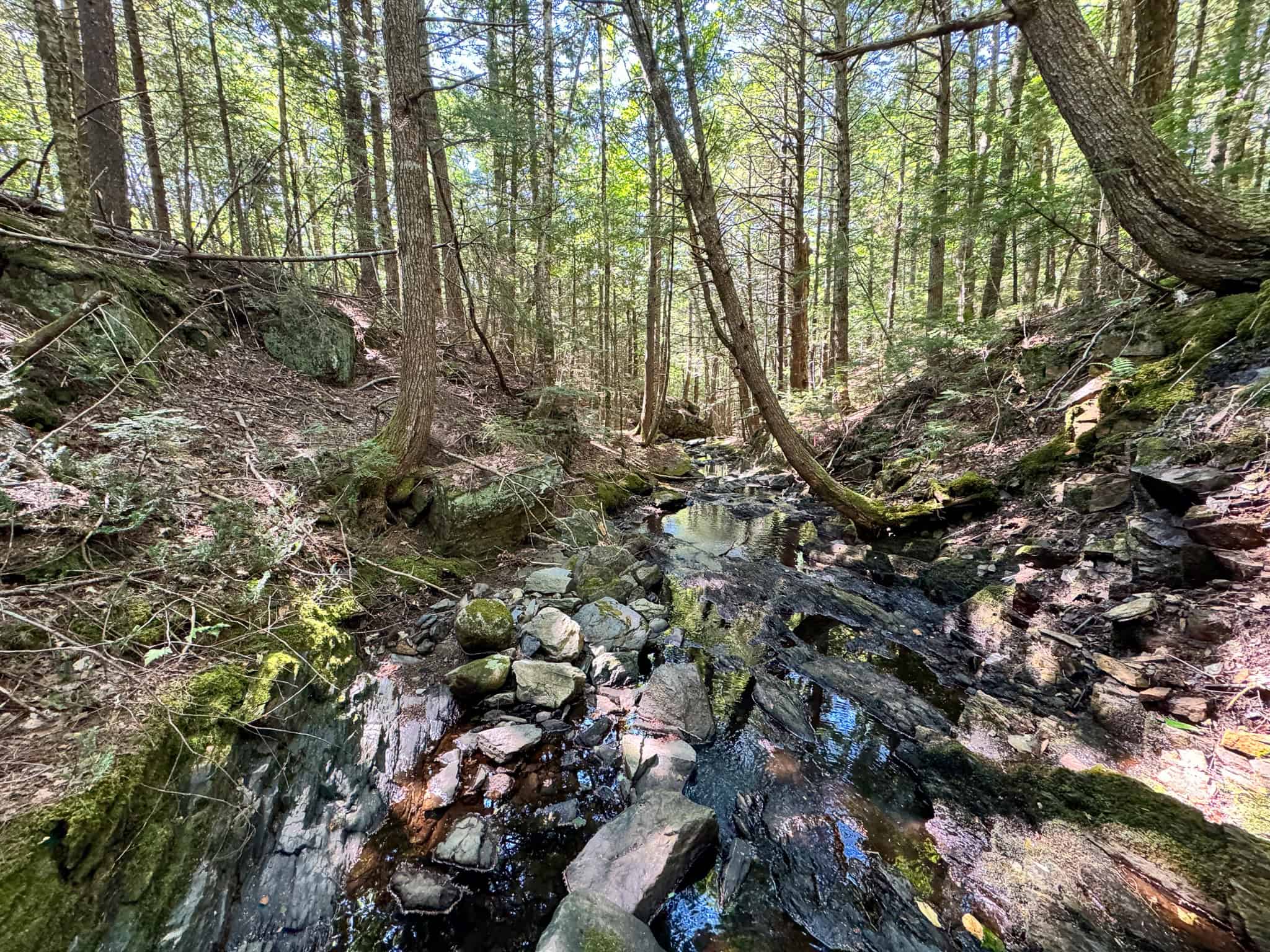 575 Acres Mountain – Brooks – Hardwoods