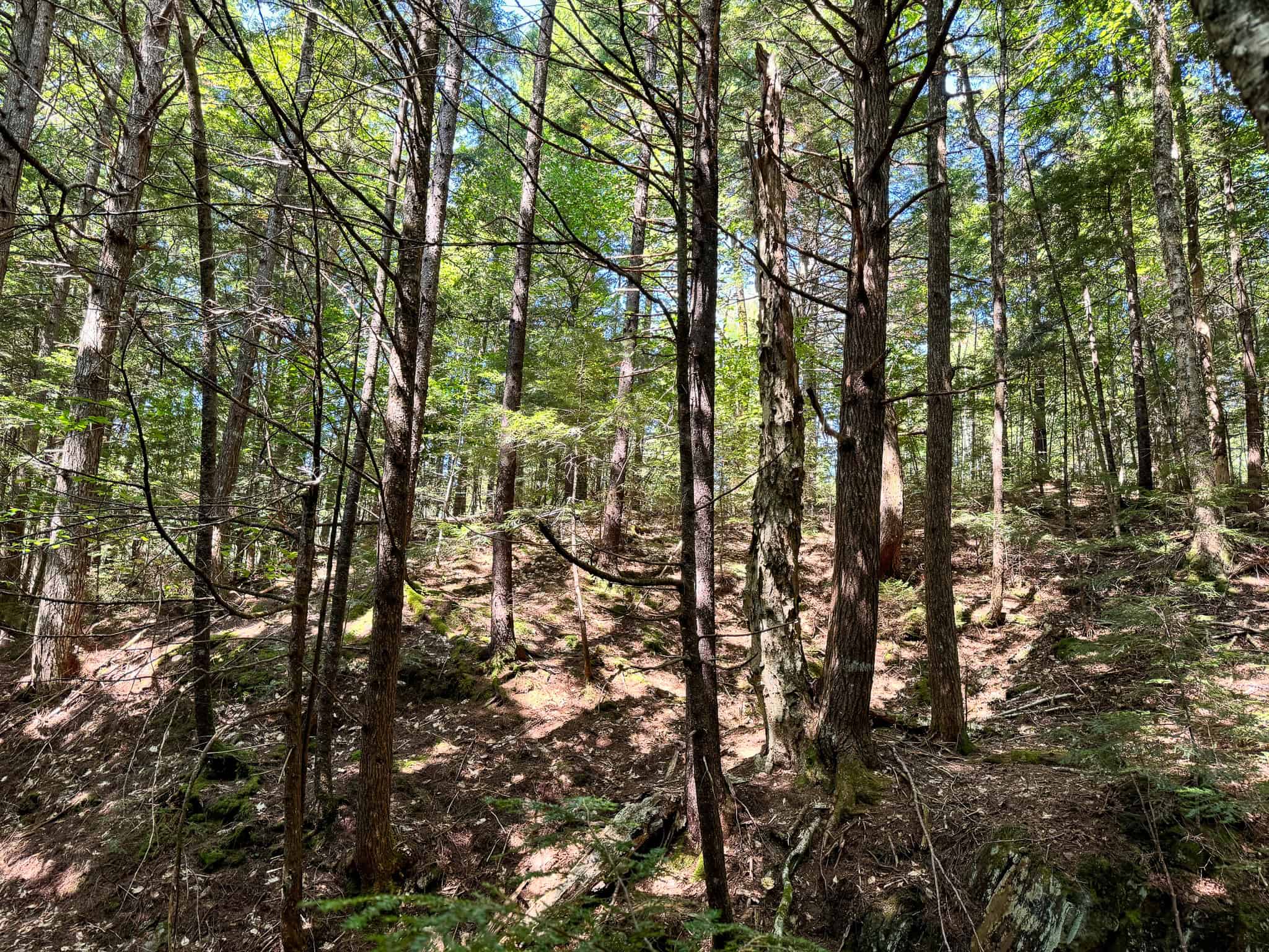 575 Acres Mountain – Brooks – Hardwoods