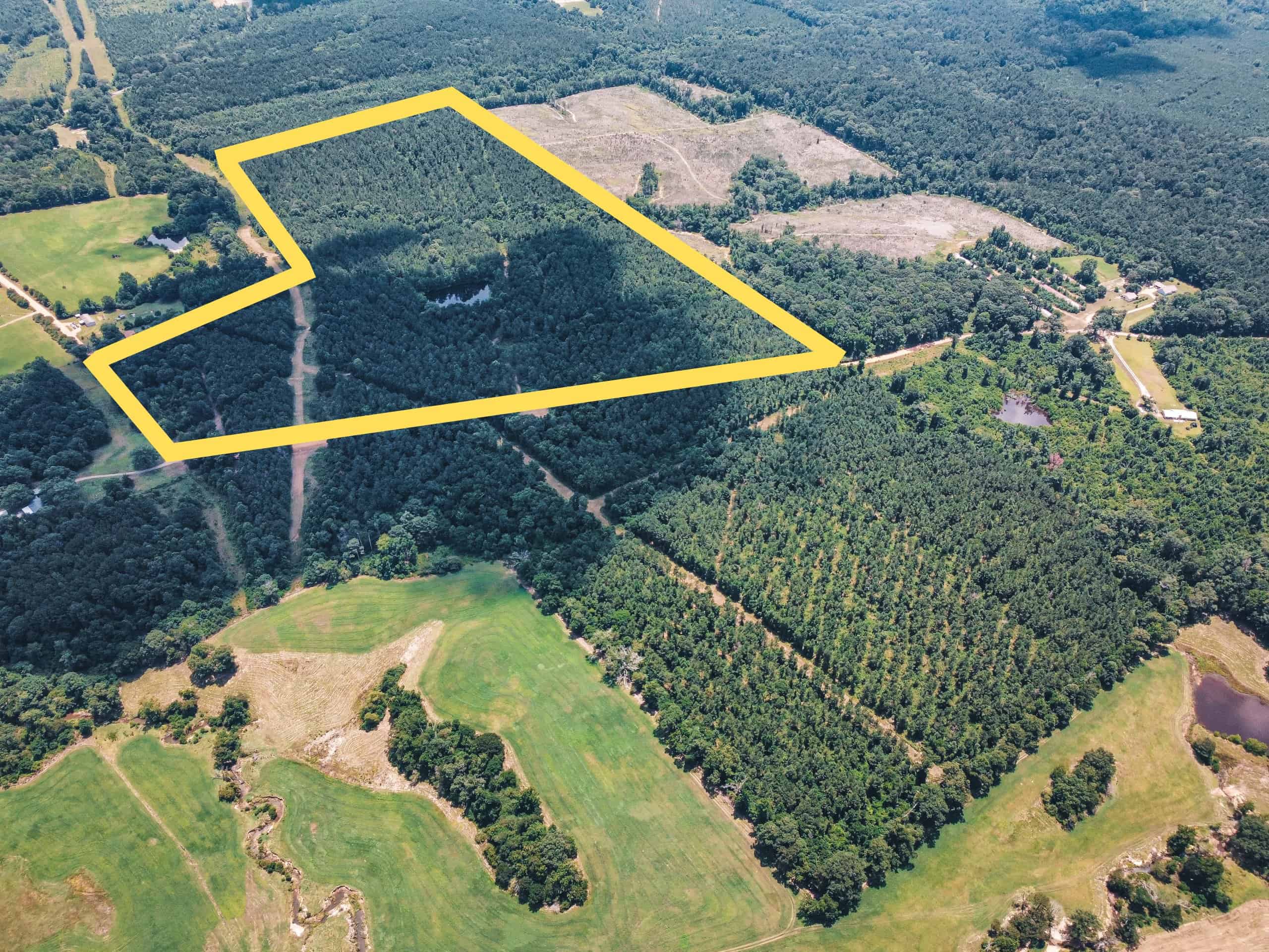 Downsville 85 – Union Parish Timberland for Sale