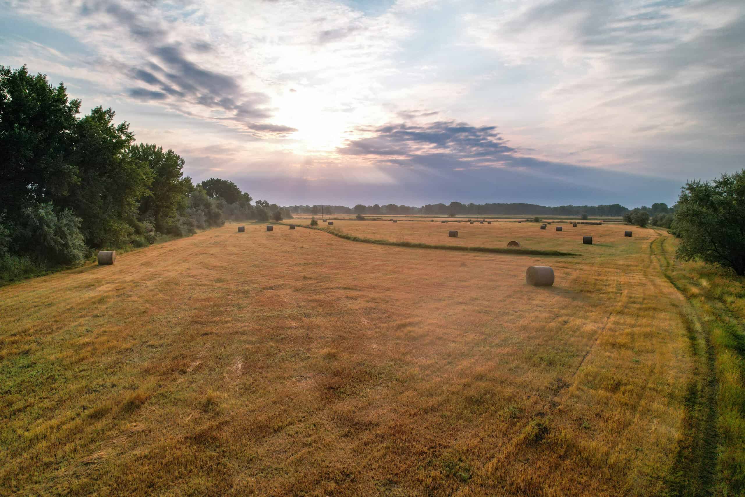 Whitetail Meadows